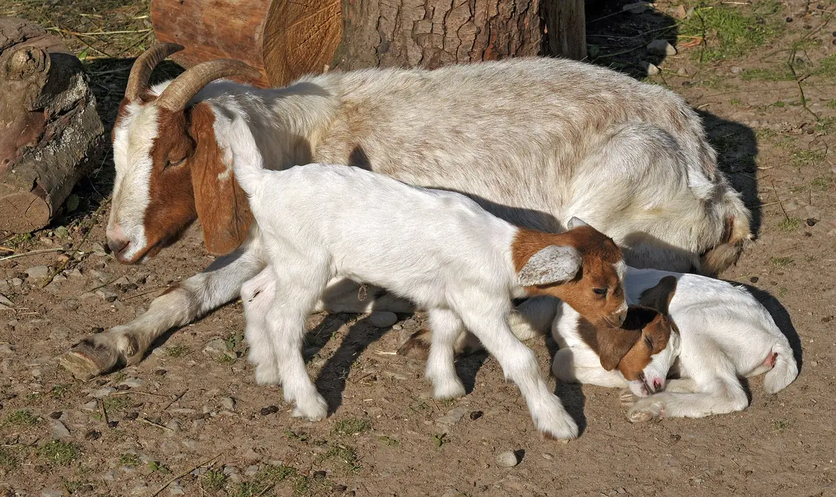 Chèvre Boer et ses chevreaux