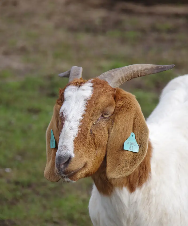 Chèvre Boer