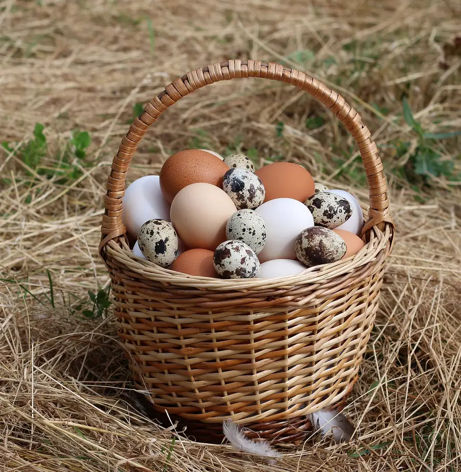 Panier d'œufs frais sur la paille